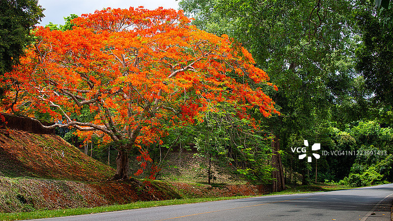 泰国尖竹汶府凯嫩旺古堡的凤凰花路图片素材