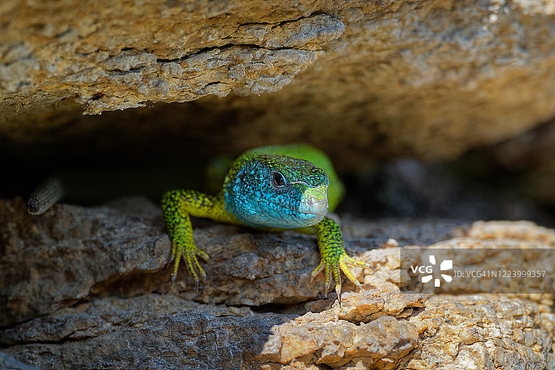 欧洲绿蜥蜴：分布于欧洲中纬度地区的大型绿蓝色蜥蜴，雄性身上有蜱虫图片素材