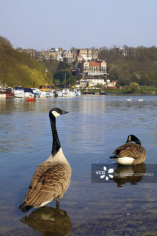 里士满和泰晤士河图片素材