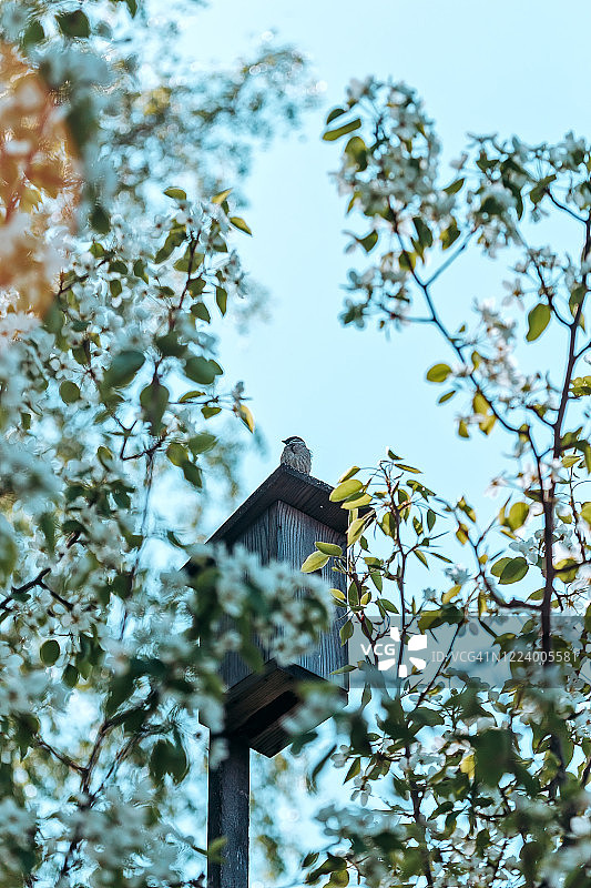 麻雀栖息在鸟舍屋顶上，春日苹果花盛开图片素材