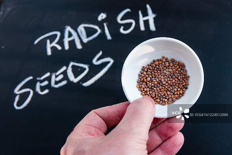 萝卜籽图片素材