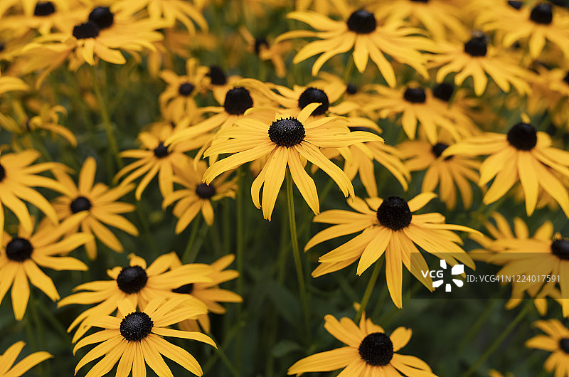 花园中盛开的金光菊图片素材