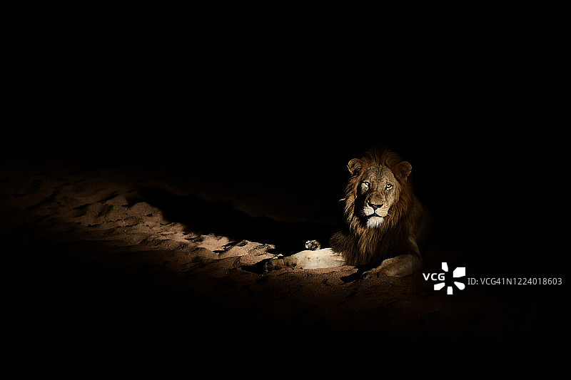 南非克鲁格地区辛巴瓦提自然保护区夜间的狮子图片素材