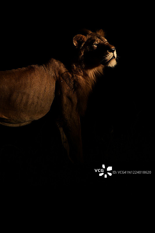 南非克鲁格地区辛巴瓦提自然保护区夜间的狮子图片素材