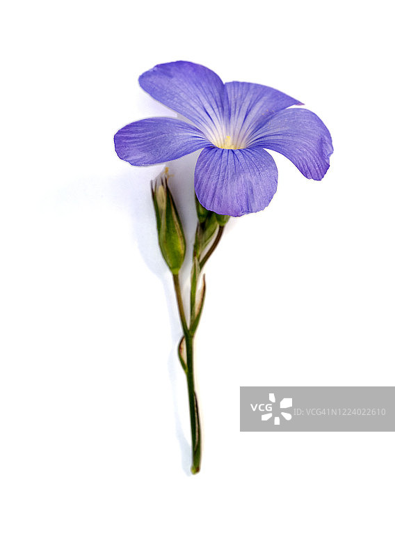 白色背景上的紫色花朵特写图片素材