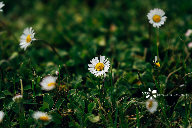 春天里的雏菊图片素材
