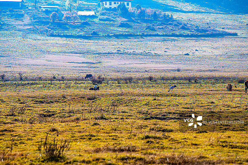 不丹旺杜埃Phobjikha山谷（岗塘山谷）的黑颈鹤图片素材