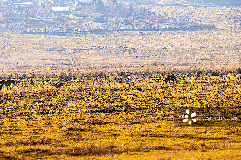 不丹旺杜埃Phobjikha山谷（岗塘山谷）的黑颈鹤图片素材