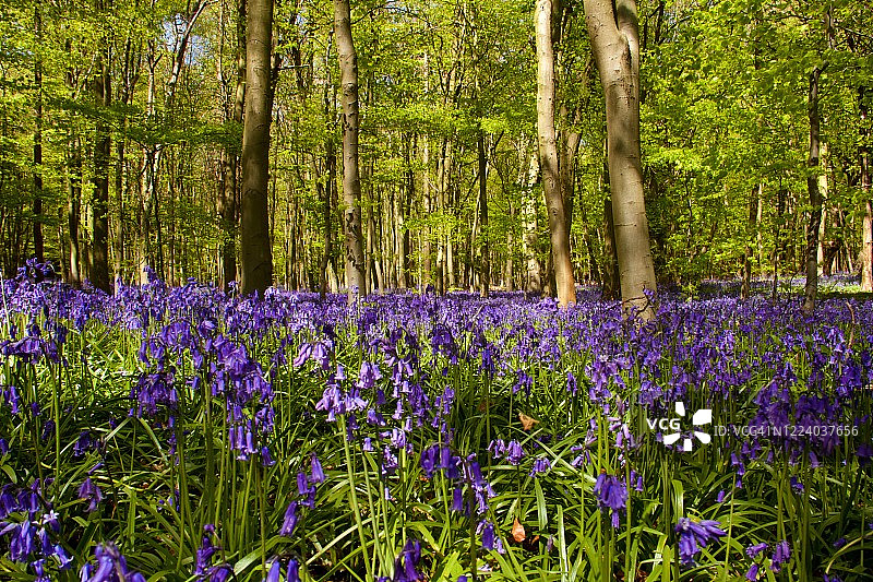 紫色绿洲图片素材
