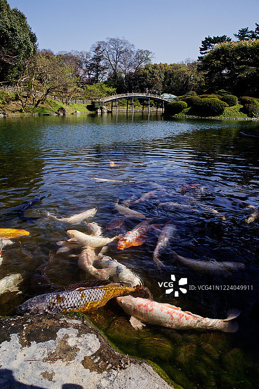 日本栗林公园偃月桥前的锦鲤图片素材