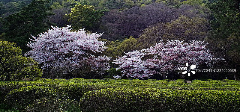 日本四国高松市立素宫的樱花图片素材