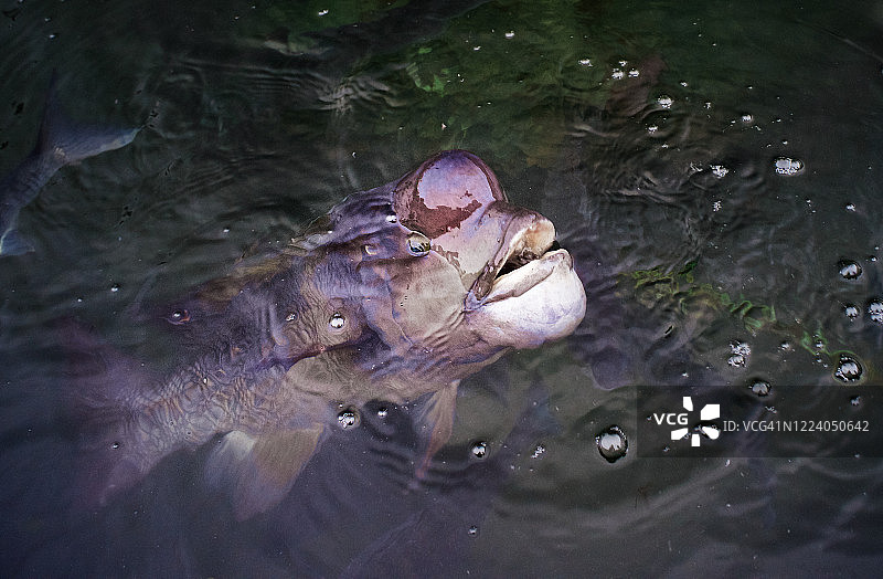 濑户内海小豆岛的亚洲绵羊鲷图片素材
