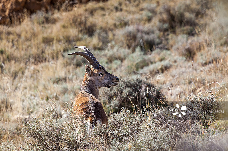 西班牙野山羊图片素材