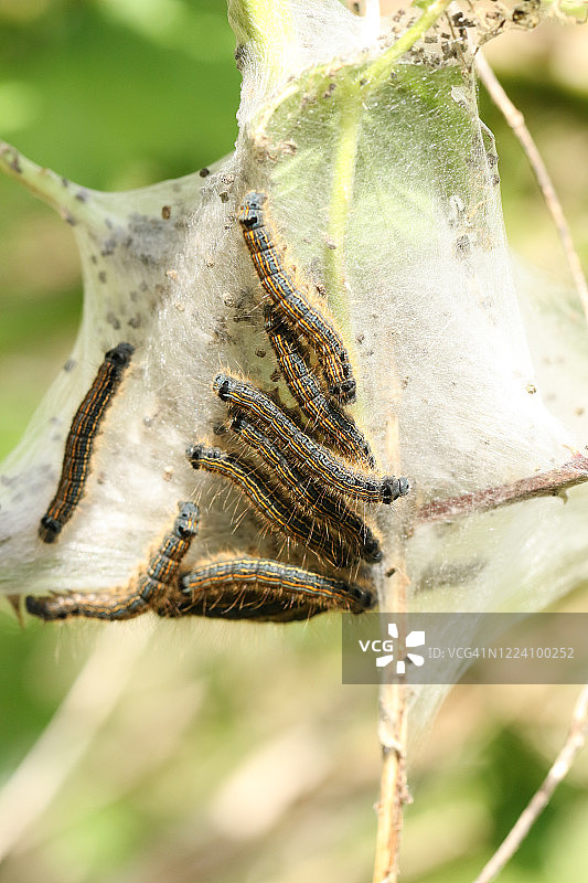 一群毛虫在英国春天荆棘丛中的网上休息图片素材