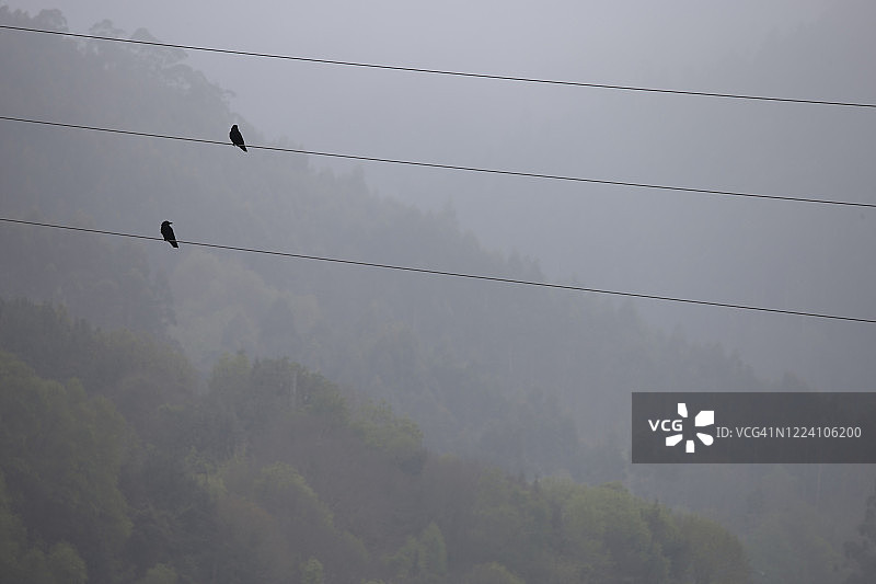 电缆上的两只乌鸦图片素材