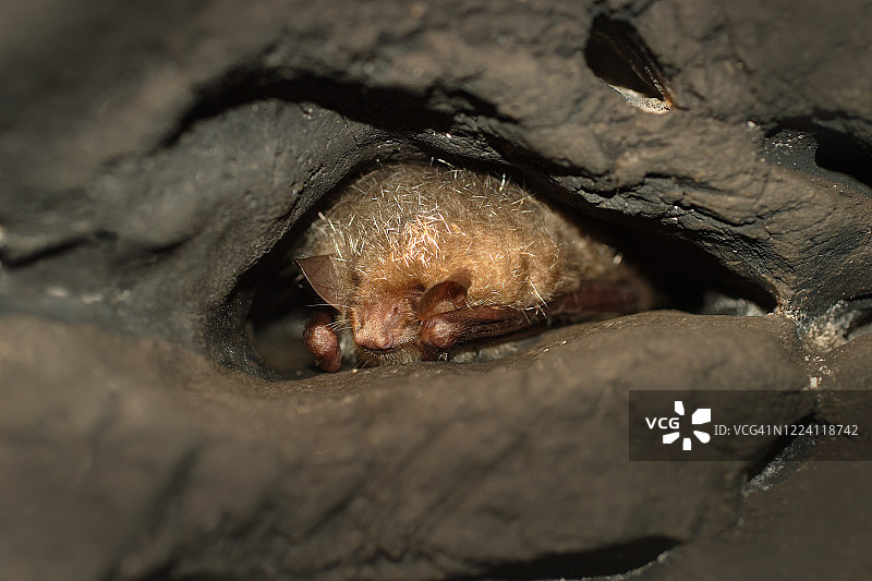 白腹管鼻蝠图片素材