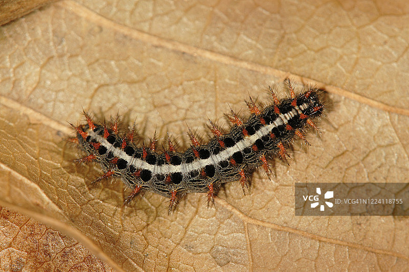 银斑豹蛱蝶、蛱蝶科昆虫幼虫图片素材