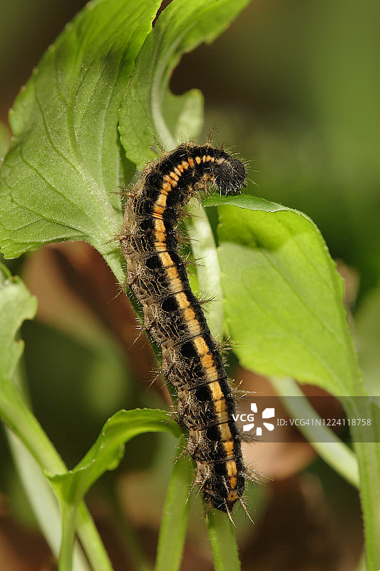 银斑豹蛱蝶、蛱蝶科昆虫幼虫图片素材