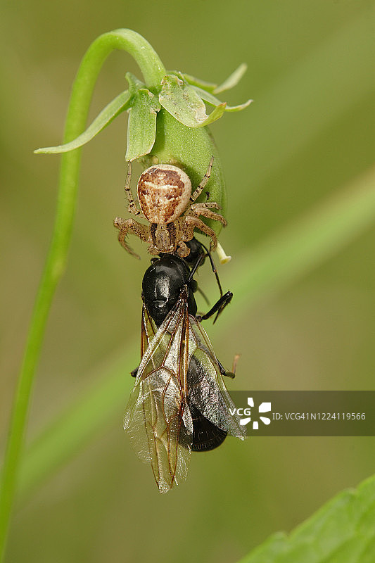 鞍形花蟹蛛图片素材