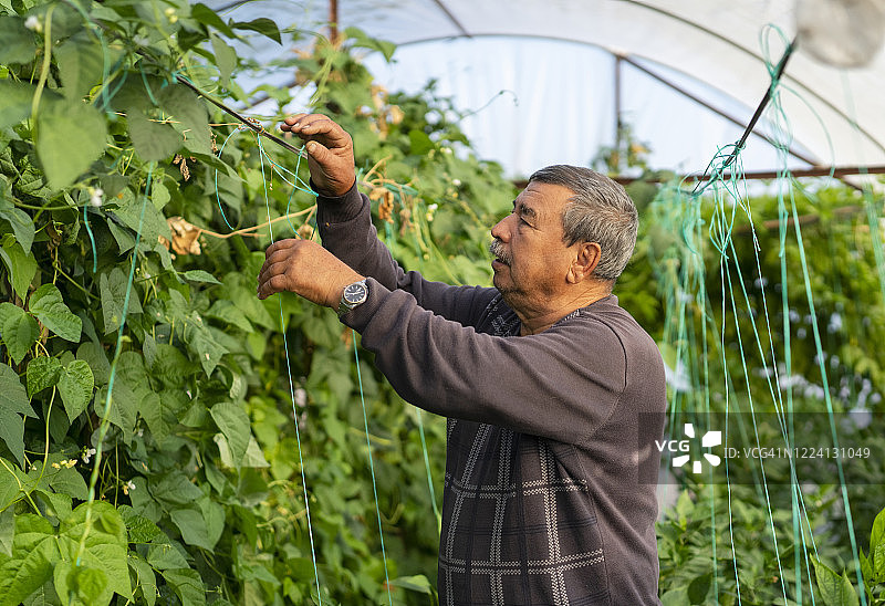 农民在温室工作，土耳其穆拉图片素材