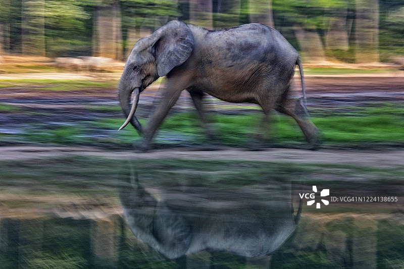 中非共和国，非洲森林象（Loxodonta cyclotis）沿着森林湖岸行走图片素材
