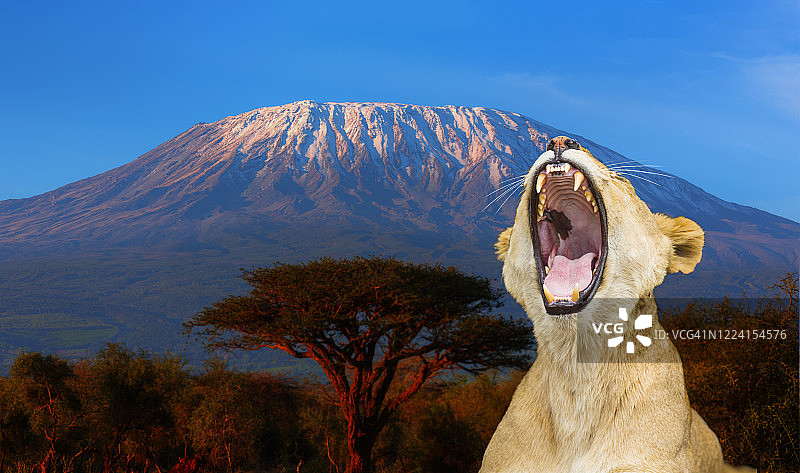 金合欢树与乞力马扎罗山图片素材