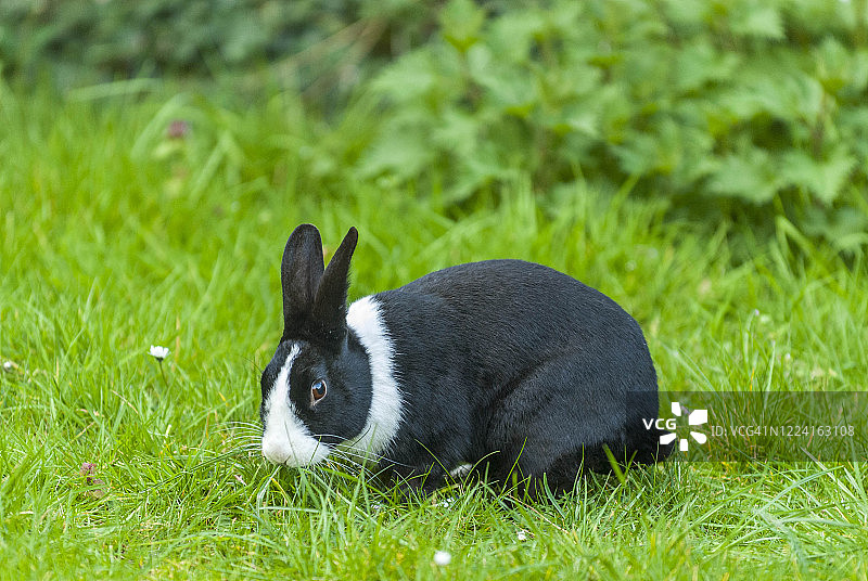 英国肯特郡利特尔本：家养黑白荷兰兔在草地上吃草图片素材