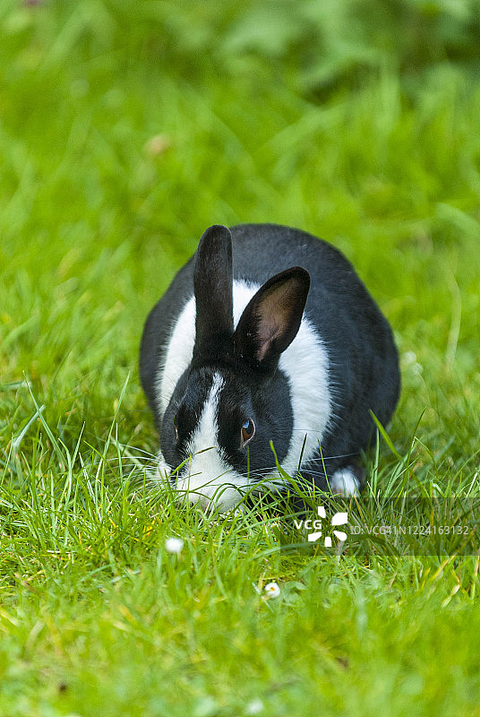 英国肯特郡利特尔本：家养黑白荷兰兔在草地上吃草图片素材