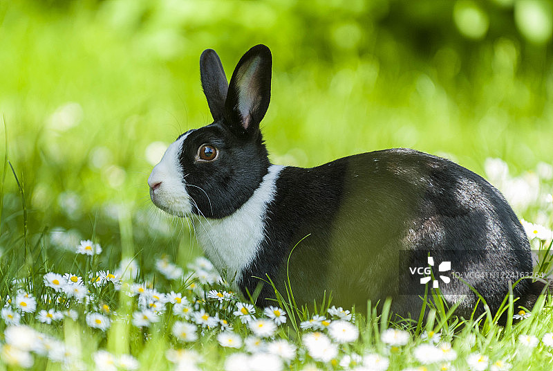 家养黑白荷兰兔图片素材
