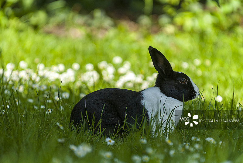 家养黑白荷兰兔图片素材