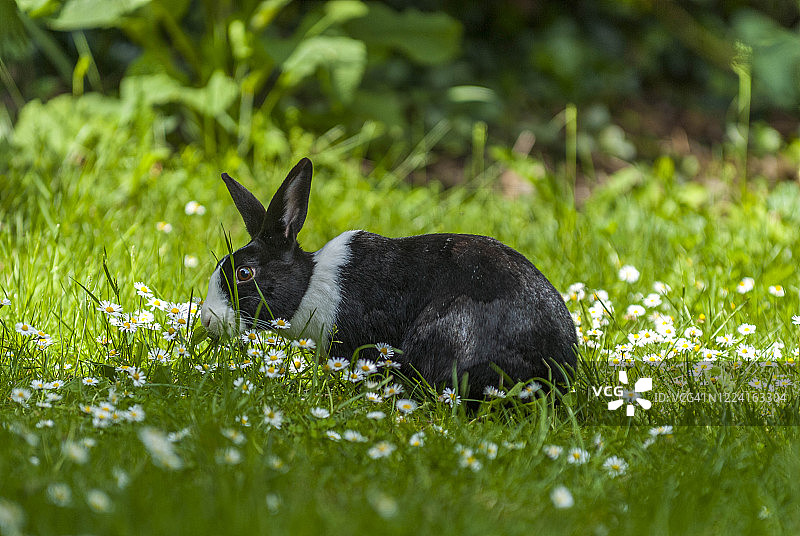 家养黑白荷兰兔图片素材