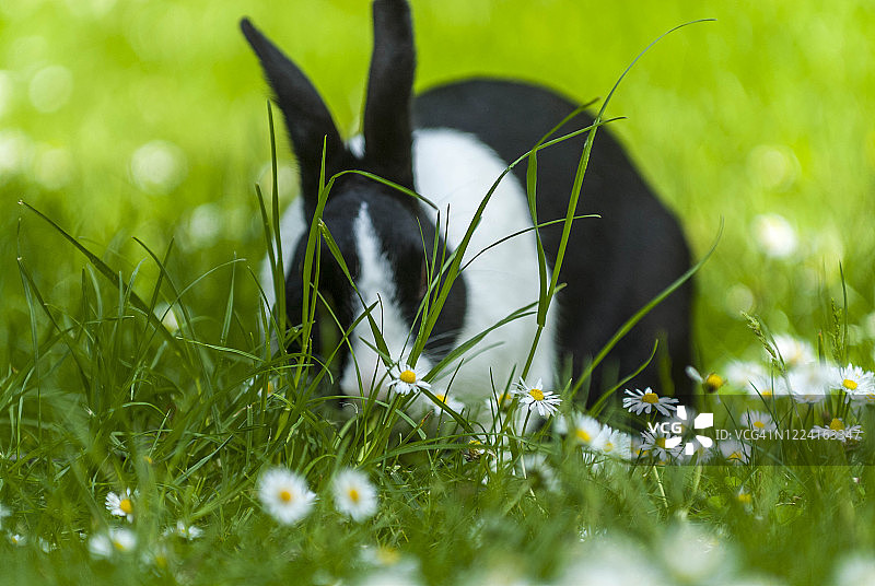 英国肯特郡利特尔本，家养黑白荷兰兔在草地上吃草图片素材
