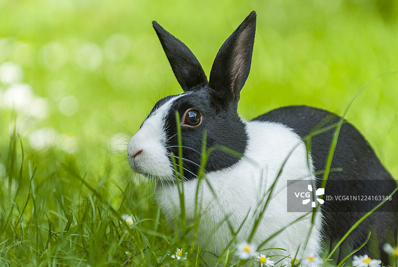 英国肯特郡利特尔本的黑白花荷兰兔图片素材