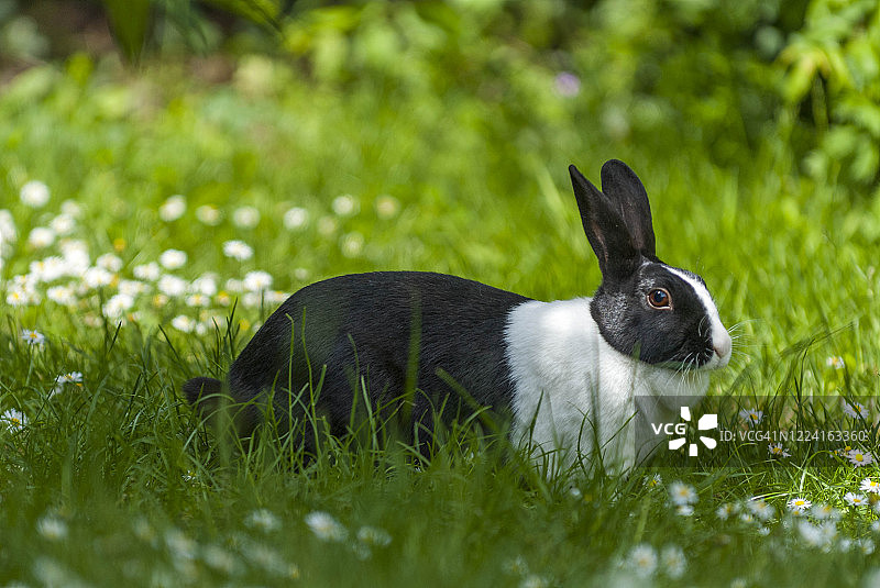 家养黑白荷兰兔图片素材