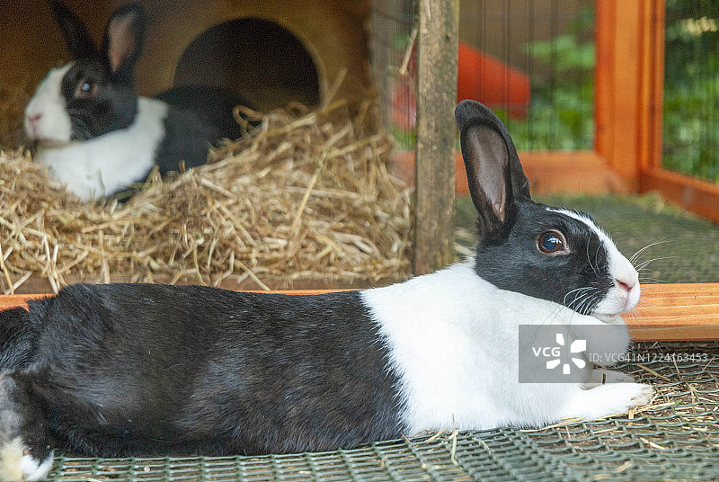 英国肯特郡利特尔本：家养黑白荷兰兔在户外围栏里图片素材