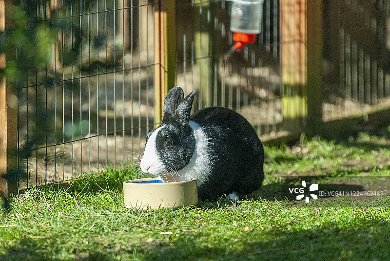 2009年3月8日，英国肯特郡利特尔本，家养黑白荷兰兔进食图片素材