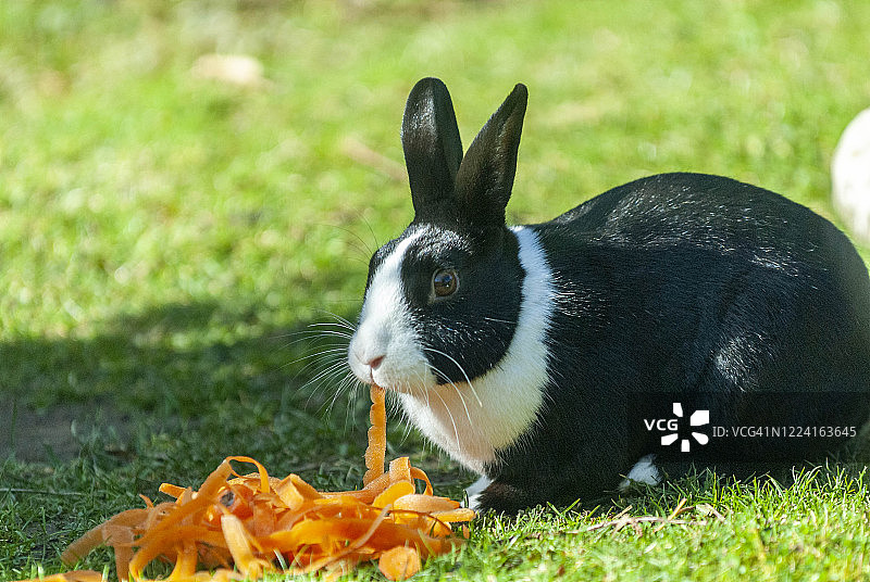 英国肯特郡利特尔本：家养黑白荷兰兔正在吃胡萝卜丝图片素材