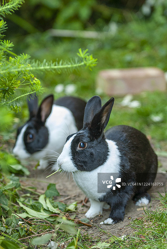 英国肯特郡利特尔本：家养黑白荷兰兔在草地上吃草图片素材
