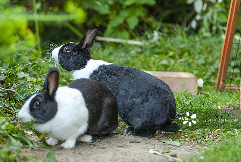 英国肯特郡利特尔本：家养黑白荷兰兔在草地上吃草图片素材