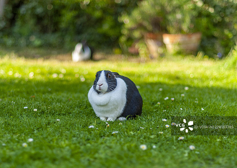 英国肯特郡利特尔本：一对黑白荷兰家兔图片素材