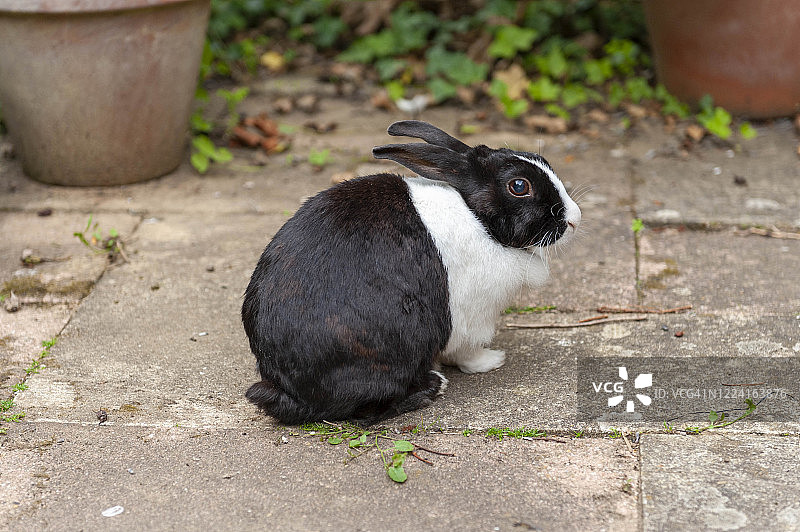 英国肯特郡利特尔本的黑白花荷兰兔图片素材