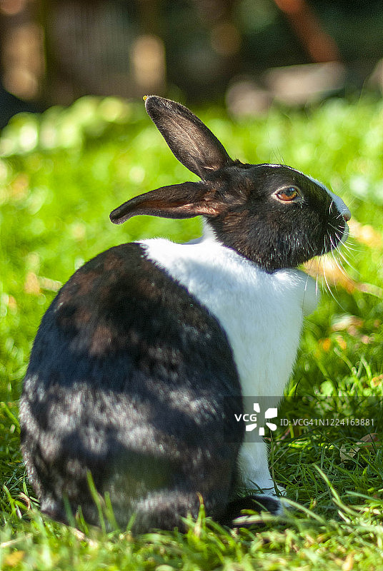 英国肯特郡利特尔本：家养黑白荷兰兔图片素材