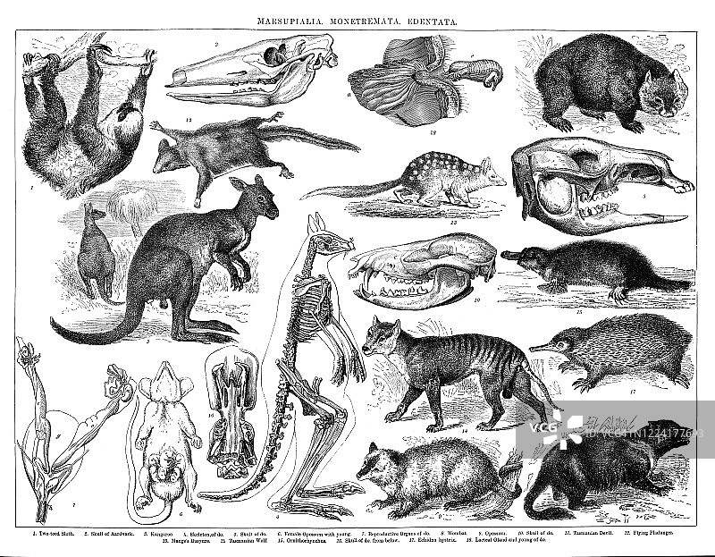 有袋动物、单孔动物、贫齿动物的古老雕刻插图图片素材