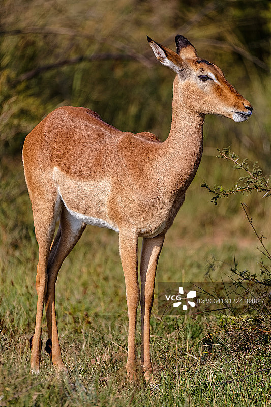 雌性黑斑羚图片素材