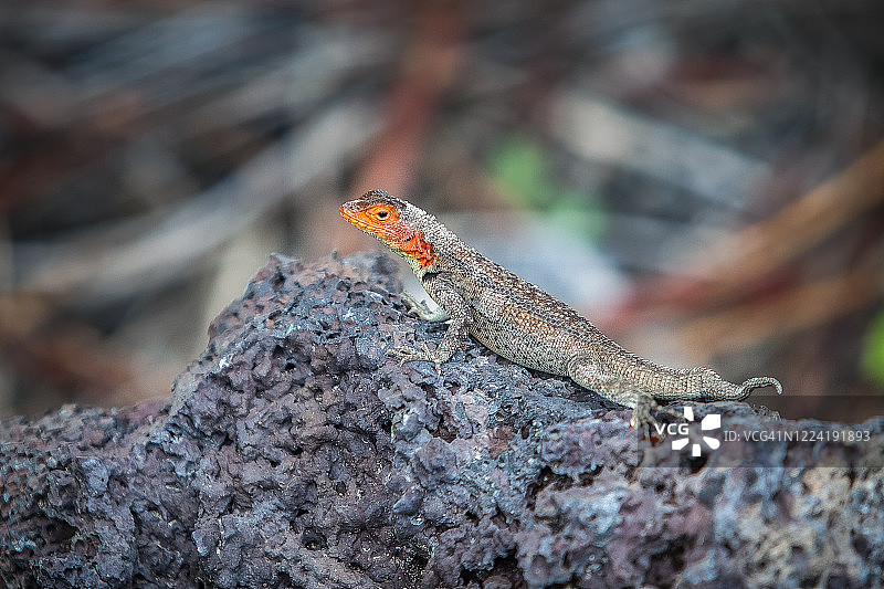 加拉帕戈斯群岛的熔岩蜥蜴图片素材