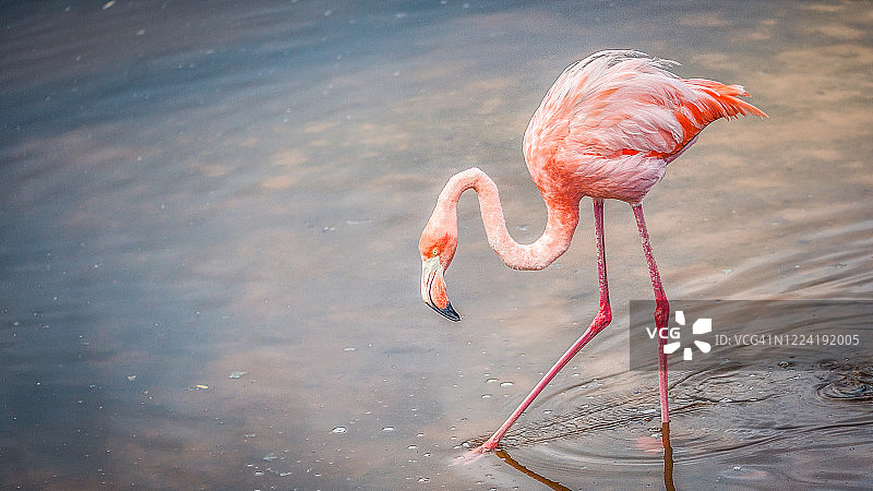 加拉帕戈斯群岛的粉红火烈鸟图片素材