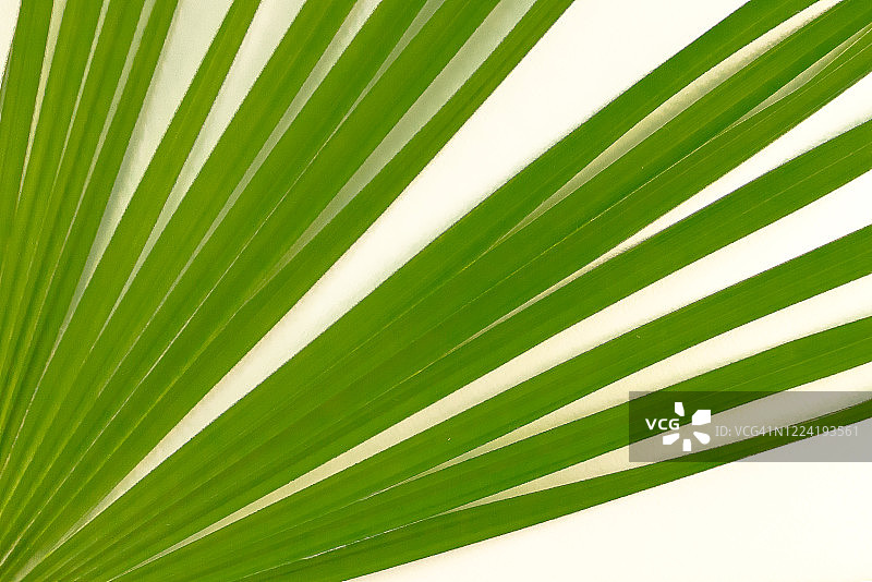 漂白木质背景上的糖海枣叶图片素材