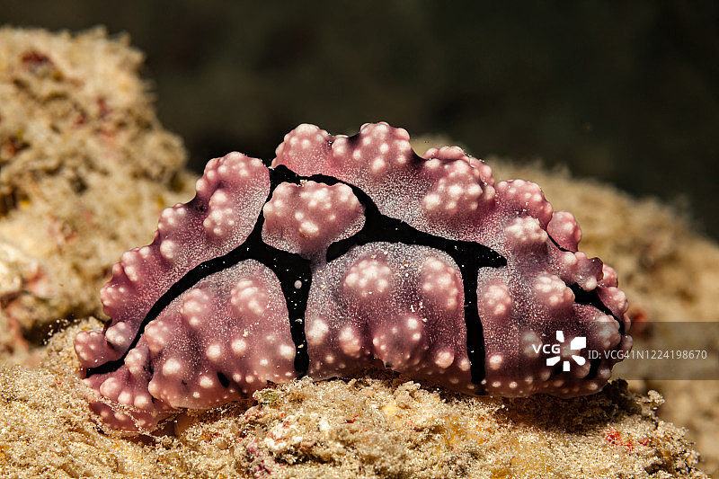 印度尼西亚潘塔尔岛皮普克的菲利迪奥皮西斯·菲利迪奥皮西斯·皮基的努迪布兰奇特写图片素材