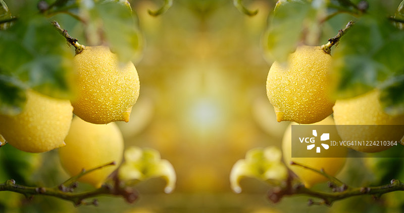 结满成熟柠檬的果树特写横幅图片素材