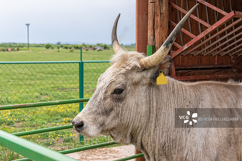 长角白牛的特写图片素材